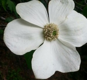A Dogwood Blossom